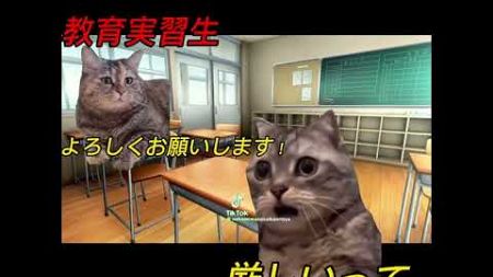 教育実習生の悲劇 #猫ミーム #ミーム #学校 #学校生活 #memes #伸びろ
