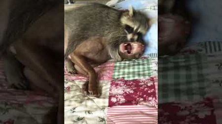 Raccoon Cuddles with Dog