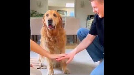 Dogs reaction to &quot;hands in&quot; trend..🐕🐾🤝😅 #animals #funny #cute