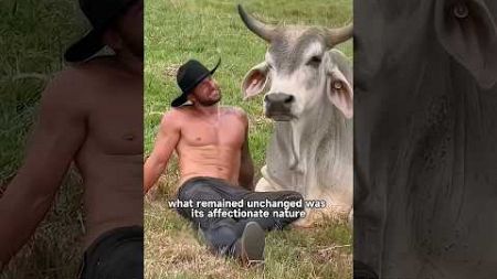 Man Adopts Calf, Astonishes All! #shortvideo #animals #pets #cute #shorts #foryou #cow