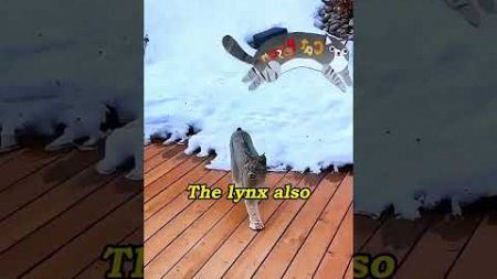 Poor lynx #shortvideo #animals #touched #rescue #pets #shorts #lynx