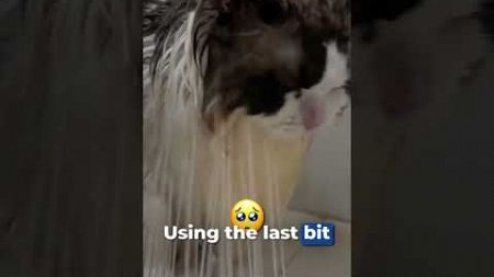 The CAT was WHAT?! 😭😢 #shorts #cat #viral #story #pets #cats #viral #funny #crazy #trending #cute