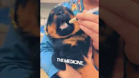 cute little puppy gose to the vet #dog #puppy #rottweiler #pets #funny #football #bicyclekickronaldo