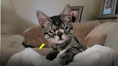 Adorable Katze mit einzigartigem Gesicht sucht liebevolles Zuhause | Kayas Reise