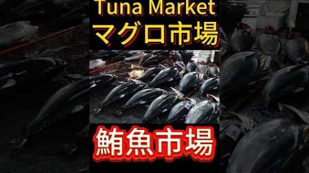 Tuna Market in Taiwan 丨鮪魚拍賣市場 #fishingport #fishingmarket #tuna #マグロ #競売