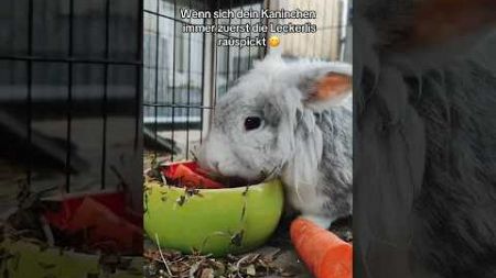 Feinschmecker🥸 #fy #viral #funny #pov #rabbits #bunnies #kaninchen #animals #tiere #haustiere #pets