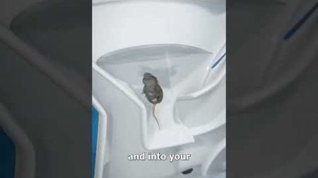 i’m sorry i had to (they are rats) #rats #pets #funny #shorts
