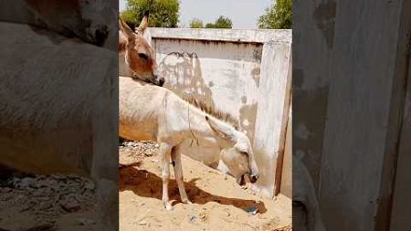 #donkey #ghadha #pets #animals #ytshorts #|@MP2animals