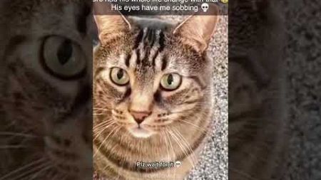 Funny Cat Videos😂😂 #cat #funnycats #pets #funnypets #shorts