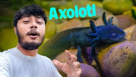 নতুন রঙের Axolotl এনেছি