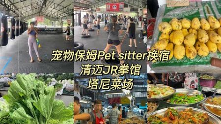 Chiangmai Vlog清迈旅居住生活，宠物保姆理想的半天日常Pet sitter