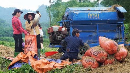 Harvesting wet rice with farmers, A bountiful rice season | Family farm.