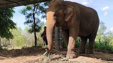 อาหารเหลือๆ‼️แบ่งมาทางนี้บ้าง ช้างตกงานนาน7/8ปี #thaielephant