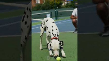 #เด็กเก็บบอล #เทนนิส รุ่นพิเศษมี 4 ขา! ทดลองใช้สุนัขเก็บบอล แต่กลับกลายเป็นความอลหม่านขนาดนี้