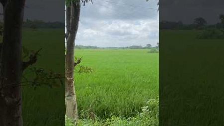 🌱Feel Anything???🥺🌱Cool Environment!🌳 Green Paddy fields Yard Pure Air |Heavy Rain Village Life ASMR