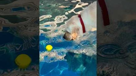 This Dog REALLY wants the tennis ball…