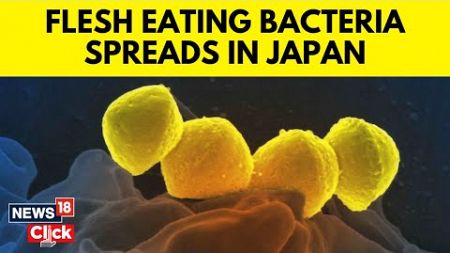 Japan News | Rare Bacteria That Can Kill In 48 Hours Is Spreading | Explained: What Is STSS? | G18V