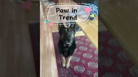 Paws in trend with Odin