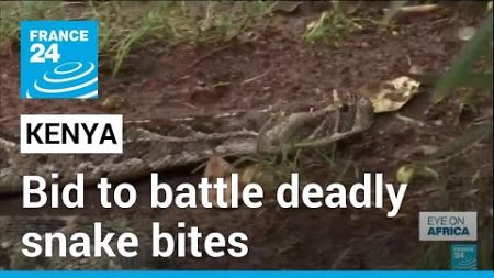 Kenya seeks to develop antivenoms to reduce snake bite deaths • FRANCE 24 English