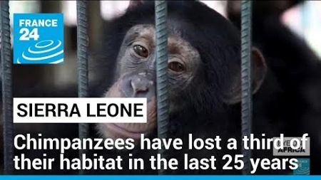 Sierra Leone&#39;s chimpanzees have lost a third of their habitat in the last 25 years • FRANCE 24