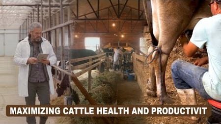 Maximizing Cattle Health and Productivity l The Role of Nutrition l 360 Farmer