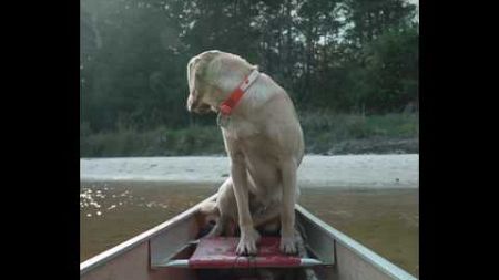 solo survival challenge with dog and boat part 2. #survival #camping #viral