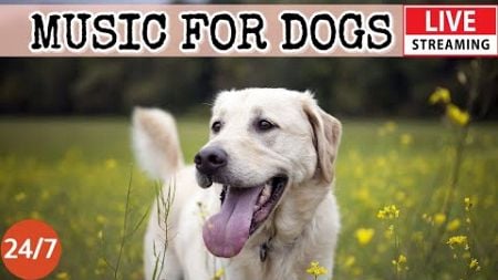 [LIVE] Dog Music🎵Relaxing Music to Relieve Dog Stress🐶🎵Dog Sleep Music💖Dog Calming Music Video🔴2-2