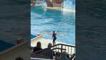 #shorts Time to get wet! Whales are splashing visitors at SeaWorld in Orlando, Florida.