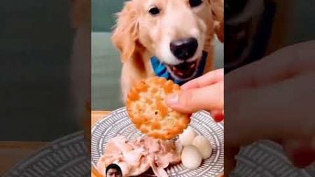 Dog eat very thing #dog #goldenretriever #pets #mukbang #eating #dogs #asmrdog #dogeating