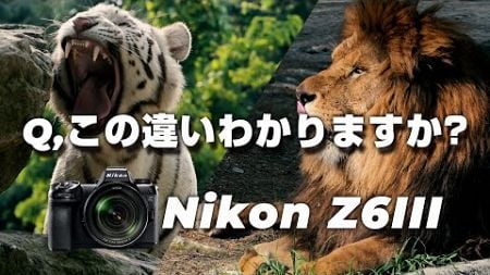 Nikon Z6III実践レビュー！あの機能が凄すぎたので見てほしい。 第319話