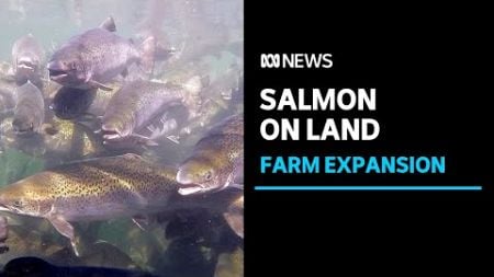 Huon Aquaculture to double land-based salmon stocks | ABC News