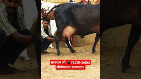 🏆 Champion 🏆 Big Udder Top Rathi Cow For Sale 🎉 Rathi Cow For Sale in Rajasthan #trending #farm