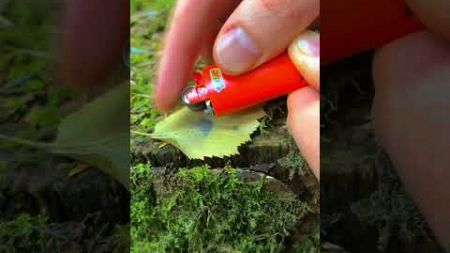 Survival Life hack for a lighter🔥 #camping #survival #bushcraft #outdoors #shorts