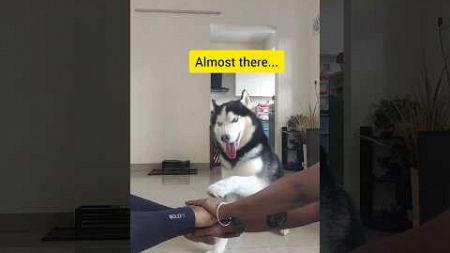 Viral Hands In Trend ❤️ #dog #trending #shorts #husky #fun #tamil #funny #love #cute #viral #vibes