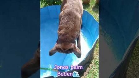 Jonas beim Baden🌊 #labrador #dog #doglover #hund #hundeliebe #shortvideo #shorts #haustiere #sommer
