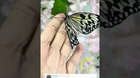 Отзывы бабочки Челябинск
