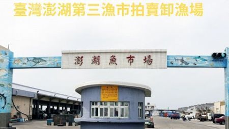 柴肥貓臺灣澎湖第三漁市拍賣卸漁場