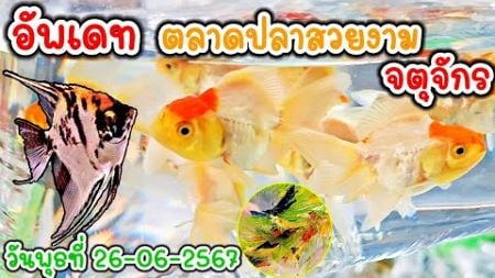 คนเลี้ยง​สัตว์​ EP.251 อัพเดท​ ตลาดปลาจตุจักร ลานเร่ ขายส่งปลาสวยงาม​ ทุกชนิด #ปลา #fish #ปลาสวยงาม