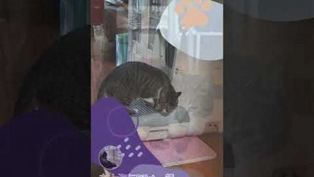 宠物酒店和猫咪寄宿在上海，与PetBacker猫保姆一起（可爱的猫咪时刻）🐾