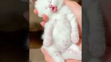 A cute newborn kitten #cat #cute #宠物 #kitten #pets #cutecat #animals #funny #kitty #可愛い