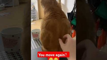 You move again😂😂 #pets #funnyvideo #funnyshorts #animals #cat #funnycats #cutecat #cute #fyp #funny