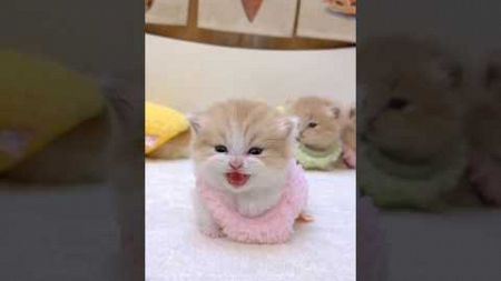BABY CAT💕🥰#cat #shorts #pets #babycat #kitten