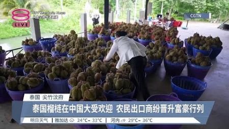 泰国榴梿中国吃香 带动农民创造新财富【2024.06.29 八度空间华语新闻】