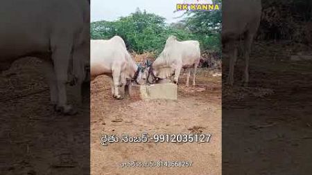 మంచి పనితనం ఉన్న సేద్యపు గిత్తలు అమ్మబడును-bulls for sale-oxen for sale-ox for sale-cattle for sale
