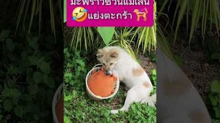 🤣ชวนแม่เล่นตะกร้า🐕‍🦺 #บางแก้ว #มะพร้าว #สัตว์เลี้ยง #บางแก้วสุนัขสายพันธุ์ไทย