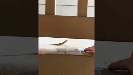 Woman Pours Water in Lid and Offers it to Little Lizard