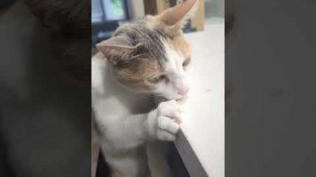 Cat Falls off Bar Stool While Eating Small Piece of Fish