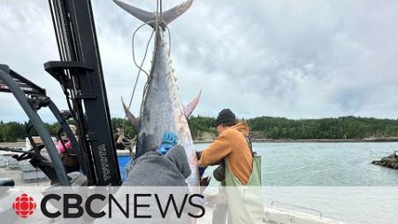 Huge tuna discovered in fishing net in Chaleur Bay, N.B.