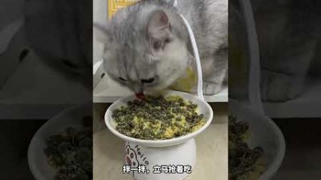 #干饭最积极的小猫 #宠物零食 #萌宠进食记 #萌宠好物 #有喜欢小馋猫的吗