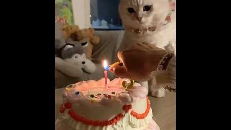 The cat&#39;s third birthday 🎂#cat #kitten #kitty #宠物 #cute #cutecat #pets #funny #funnycats #animals